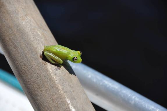 Um pequeno visitante em nosso barco durante passeio ao arquipélago de Anavilhanas, região de Novo Airão - AM